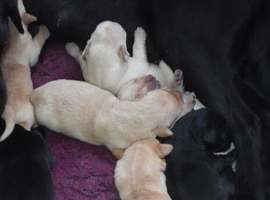 Beautiful Labrador Puppies.