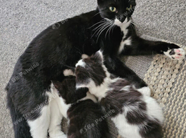 Kitten