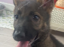 German shepherd 9 week old gorgeous  puppy kc registered