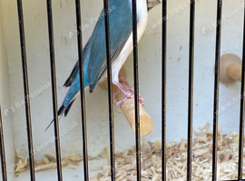Gouldians for sale