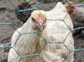 Isabella brahma hen