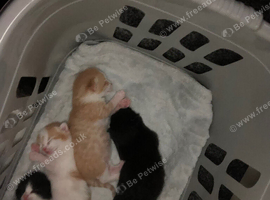 Kittens for sale