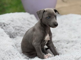 Whippet puppy