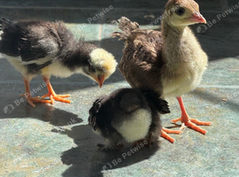 PEKIN BANTAM