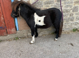 Miniature Shetland filly