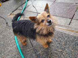 Yorkie
