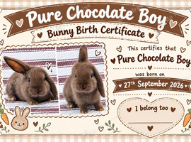 Up for sale due to time wasters! Gorgeous bunnys male and female