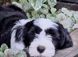 I have a 18 month old male tibetan terrier