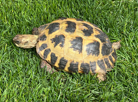 Female tortoise