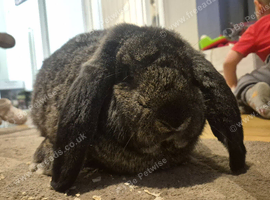 French Lop Buck 8 months old