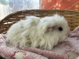 Texel boy guinea pigs
