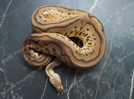 Pastel leopard clown