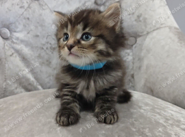 Kittens