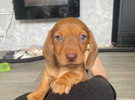 Miniature dachshund puppy