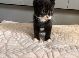 Beautiful 8-Week-Old Black & White Kittens Looking for Loving Homes