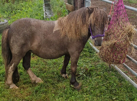 Companion mare