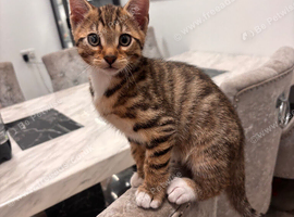 Half bengal kitten for sale
