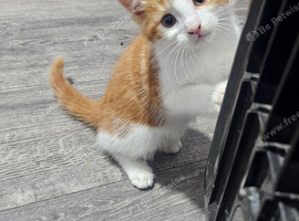 Kittens for sale