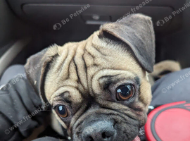 frug in need good home