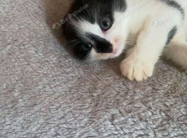 Beautiful kitten