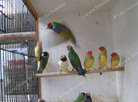 GOULDIAN AND STAR FINCHES FOR SALE