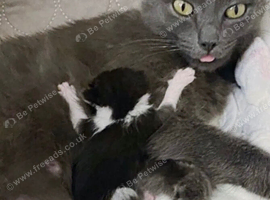 RagDoll X Kittens