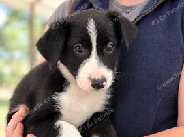 Gorgeous ISDS health tested Border Collie Puppies