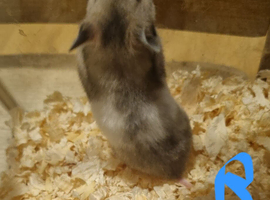 Syrian hamsters looking for new homes