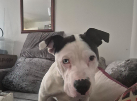 Amercian bulldog 10months old