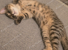 Kitten 4-5 months