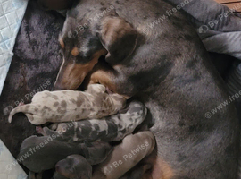 Miniature Dachshund