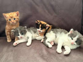 Kittens