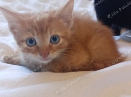 Gorgeous ginger tabby male kitten ready now