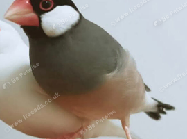 Java finch