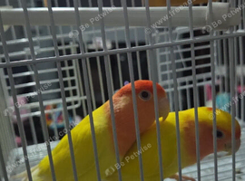 Love birds