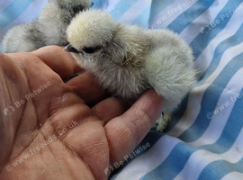 Show quality silkie chicks