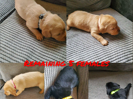 Beautiful labrador puppies