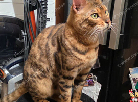 Bengal cat male