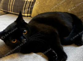 Black British Shorthair