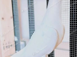 Pure white Logan&rsquo;s racing pigeons high quality birds