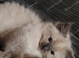 BEAUTIFUL RAGDOLL KITTENS - 2 GIRLS & 2 BOYS