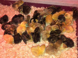 QUAILS/CHINESE PAINTED BUTTONS !