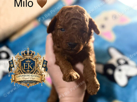 5-star licensed ESPONJOSO Exclusive Half Asian Toy Poodles | August 2026
