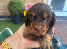 Cocker spaniel