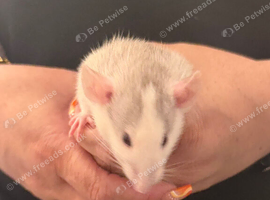 Baby dumbo rats available
