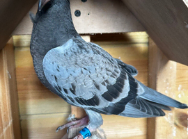 3 racing pigeon for sale