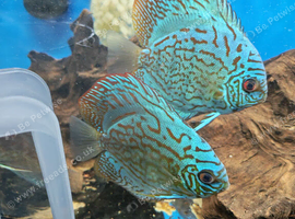Discus -various types and sizes from &pound;30