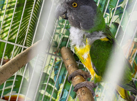 Male Senegal Glasgow