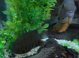 Fish