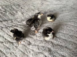 Olive Egger day old chicks